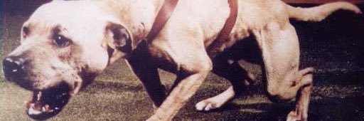 𓃥🌙 Bone Thief 🌙 𓃦 banner