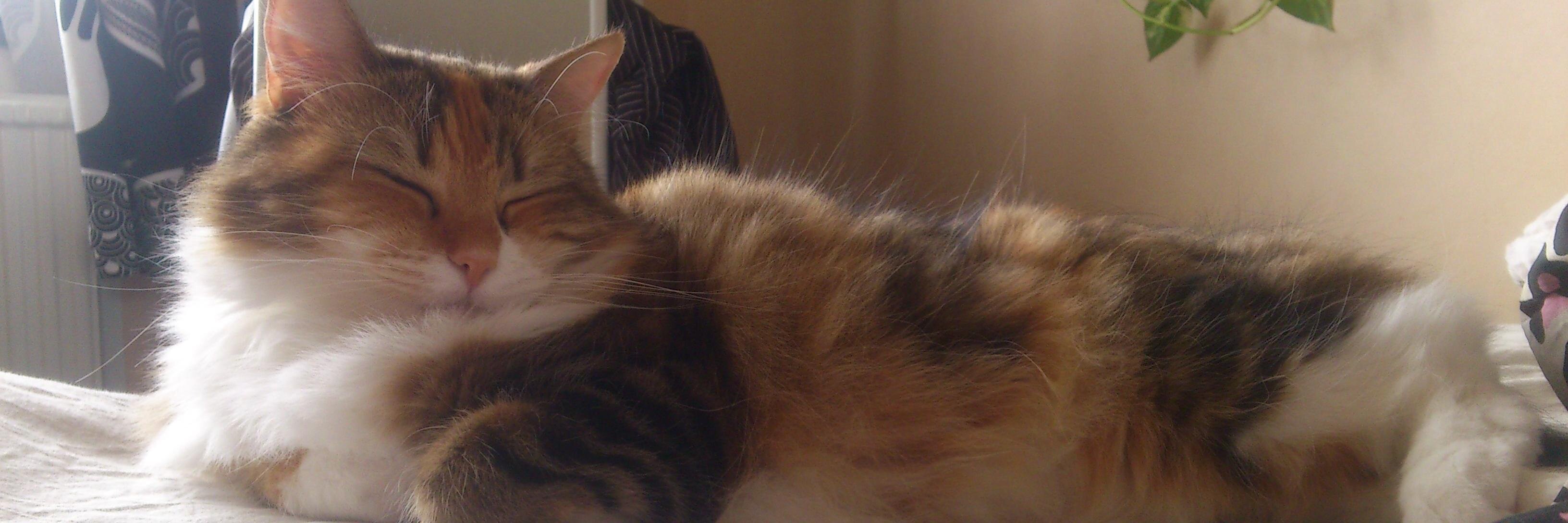 Chipsbert's profile banner image