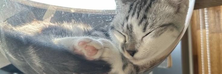 𝖼𝖾𝖼𝗂. banner