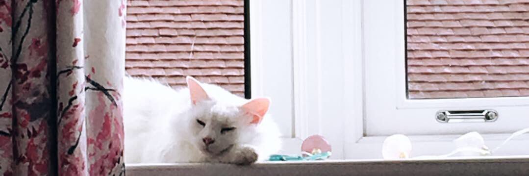 gempascoe's profile banner image
