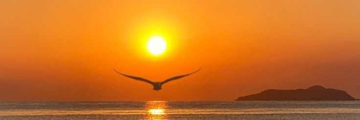 Nature Reflections's banner