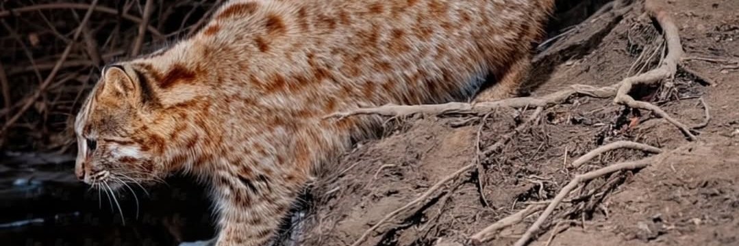 Bragadocio2006 banner