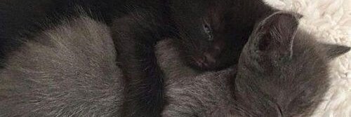 MoverDaShekinah's profile banner image