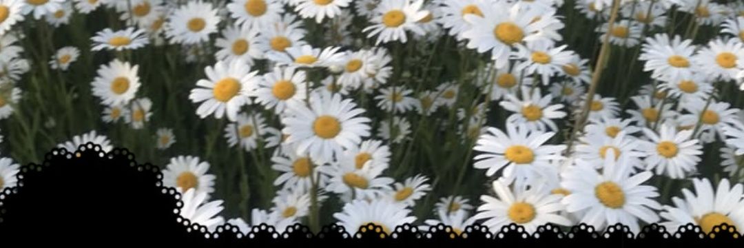 ‧˚꒰🌼꒱ CROW ୨୧ ₊˚⋆ banner