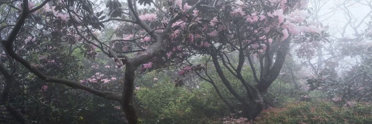 eddiariesofel's profile banner image