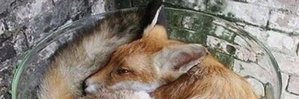 hrtfox Profile Banner