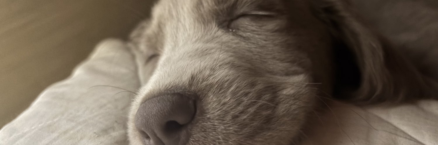 ロイさん/a!! Payドーム両日 banner