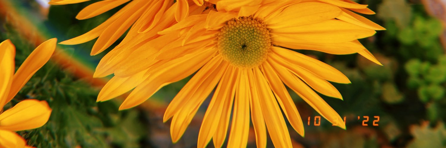 lizpollly's profile banner image