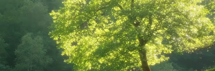 ivis_44's profile banner image