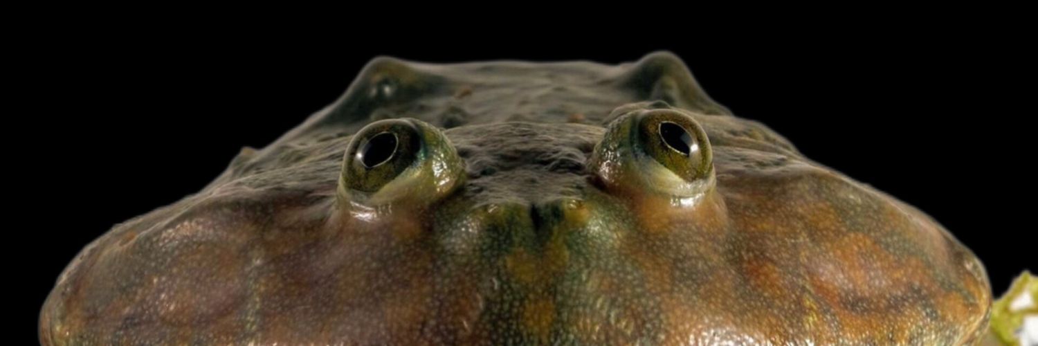 hamasrapejoy's profile banner image