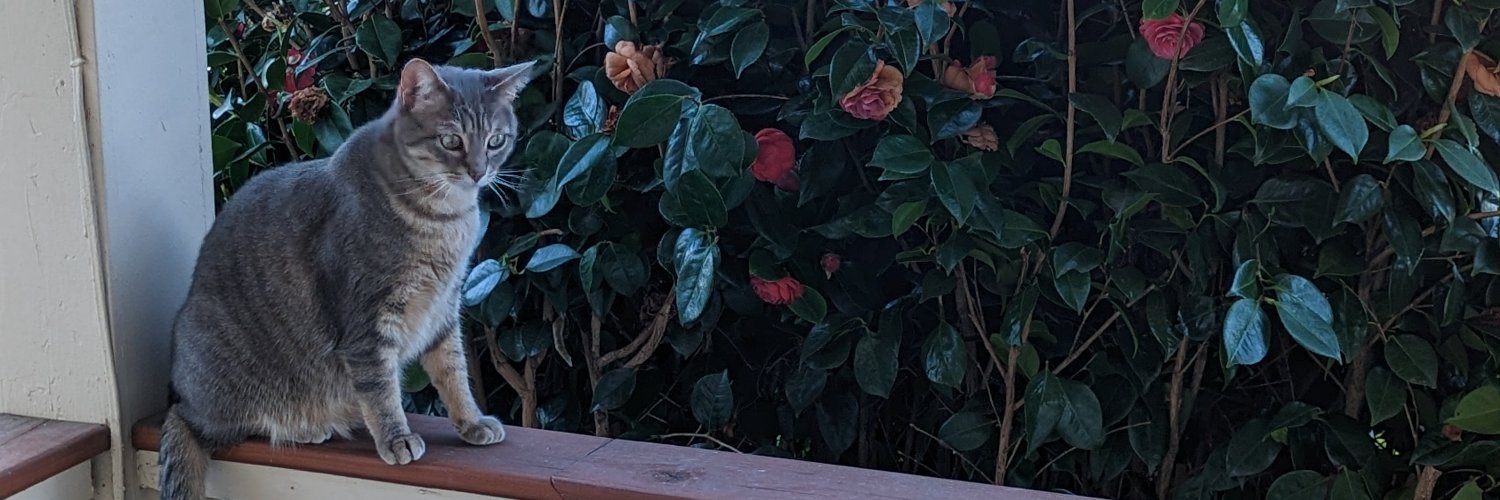 Machukitten's profile banner image