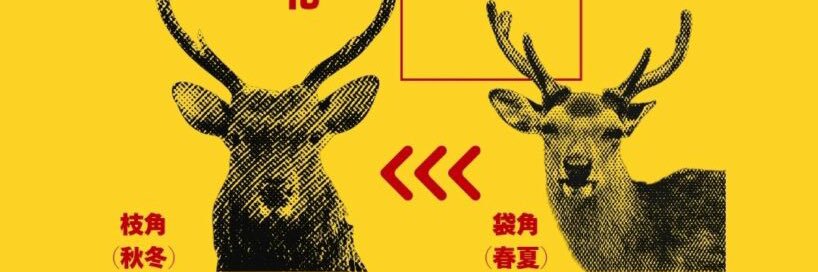 シカちゃん☺︎🦌2m👶🏻🦕 banner