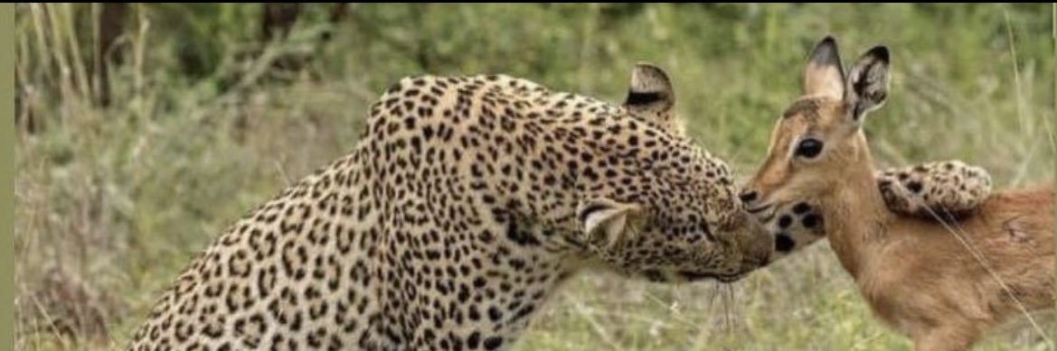 forgun miriman banner