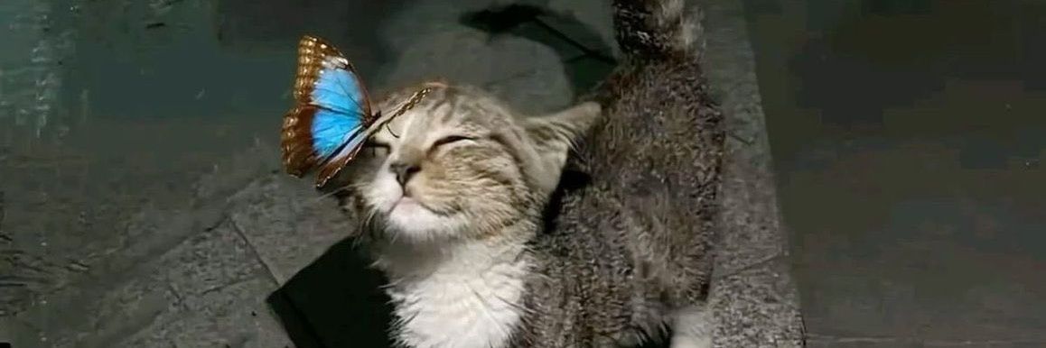 العمه لولو حسابي الاحتياطي🐈 banner