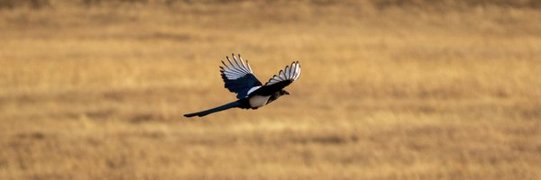 ChalurBurd Profile Banner