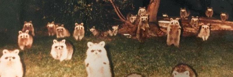 parkthelark's profile banner image