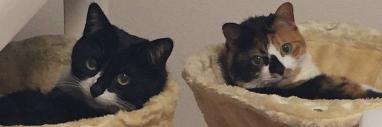 さかもとだったなにか banner