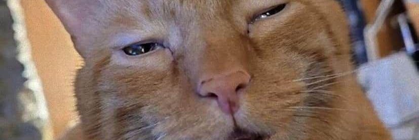 Stray Garfield banner