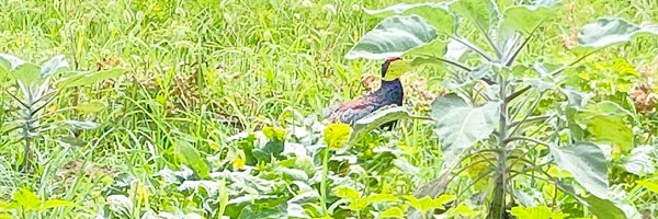 corone019079464 Profile Banner