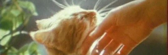 sher sher 🧀's banner