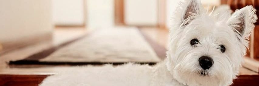 lufecamon's profile banner image
