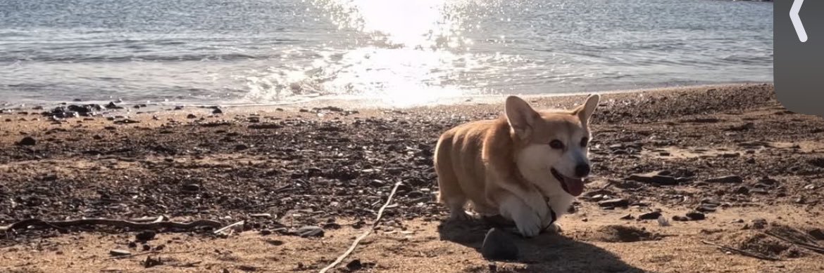 どみちゃん！🍙 banner