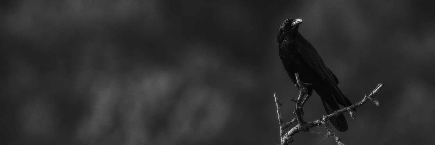 alcedoart's profile banner image