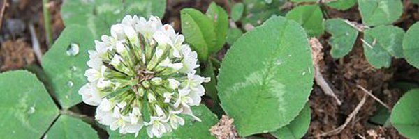 TrifoliRepens Profile Banner