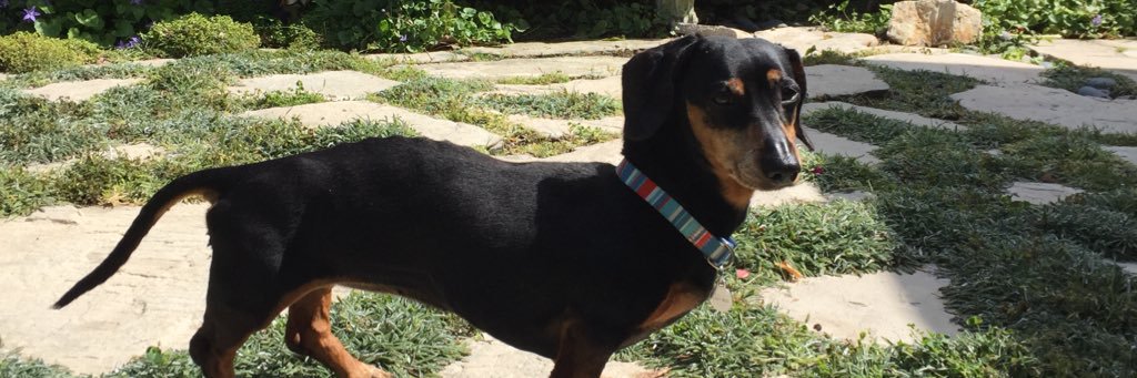 JudetheBeagle's profile banner image