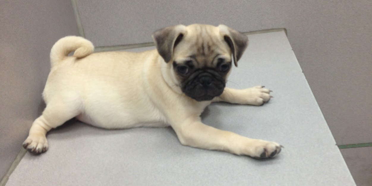 pugstagram's profile banner image
