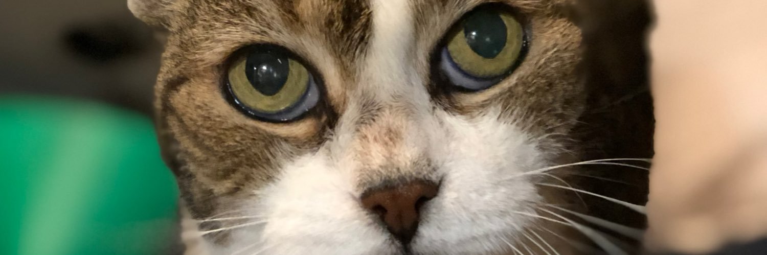 Rodrigo Brandao banner