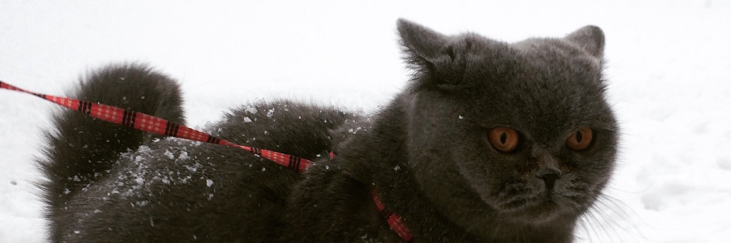 KurbanovaRu's profile banner image