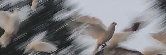allcp_'s profile banner image