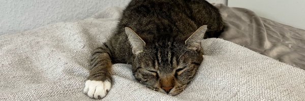 milothetigerr Profile Banner