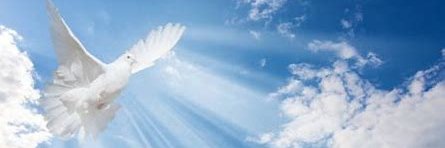 globedove1's profile banner image