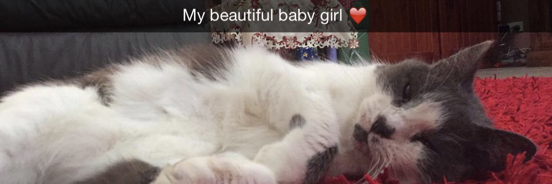 kittykat23695's profile banner image
