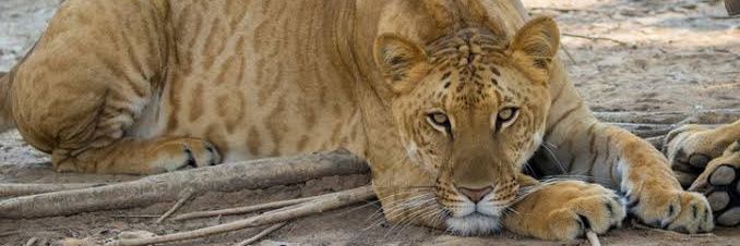 SOLanaExpress banner