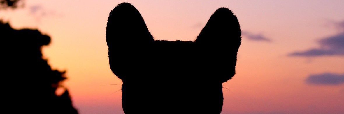 Pedro7792932704's profile banner image
