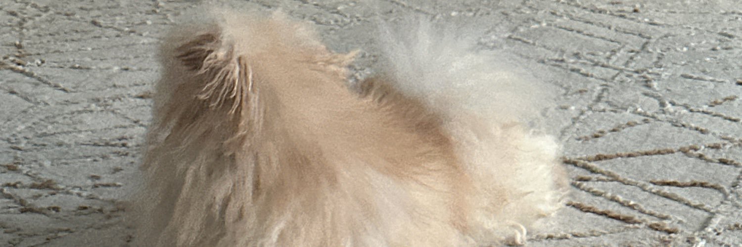 felicita banner