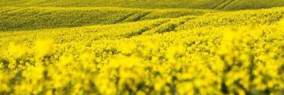 TrelleborgsAllehanda banner