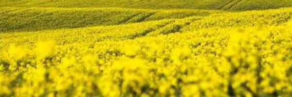 trelleborg Profile Banner