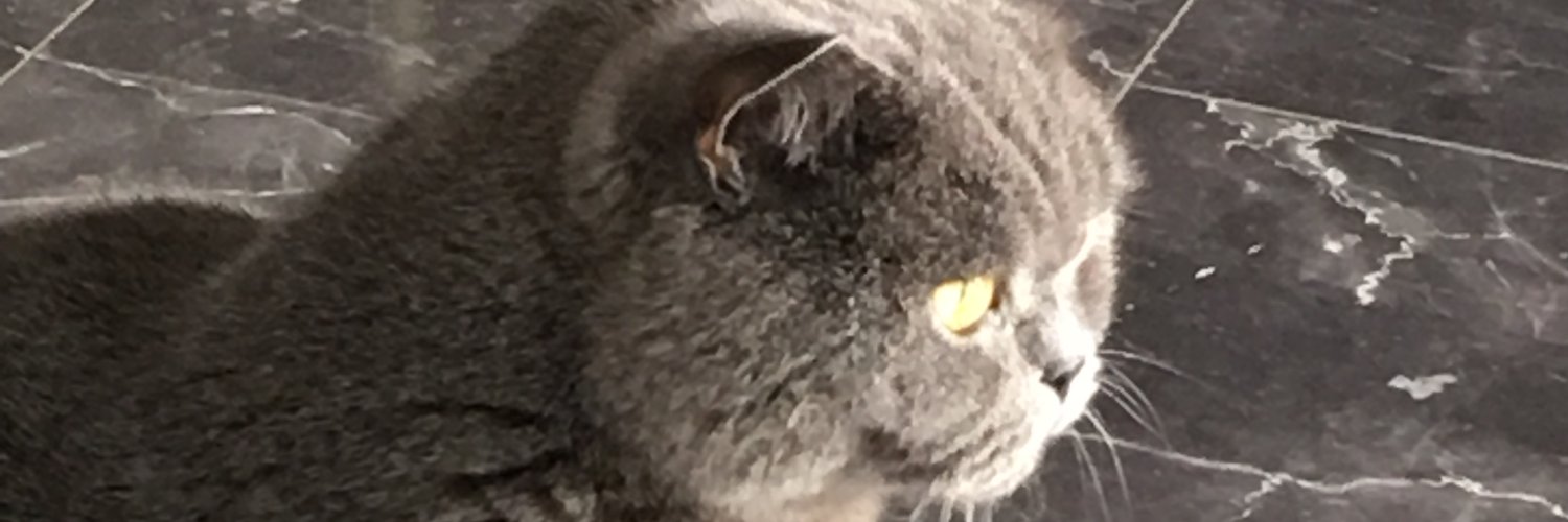 zaferkula's profile banner image