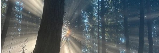 vyzie banner