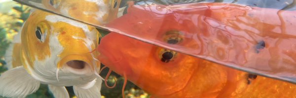 Mackerells Profile Banner