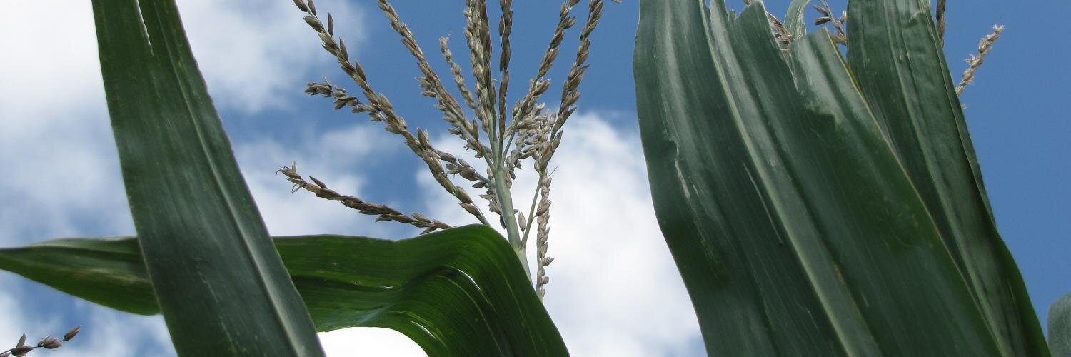 cornguy's profile banner image