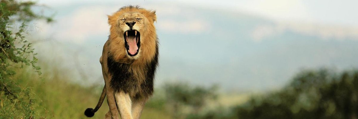 Dennischwaa's profile banner image