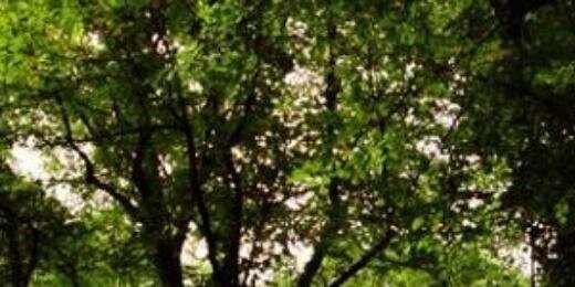 DutchLearner's profile banner image