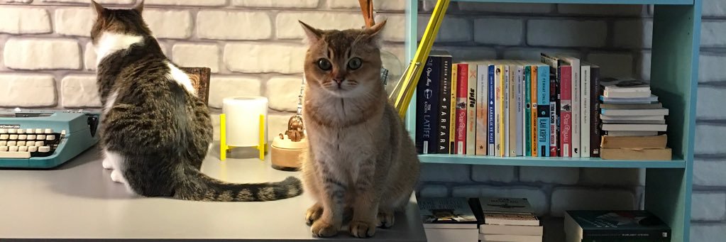 fufuokur's profile banner image