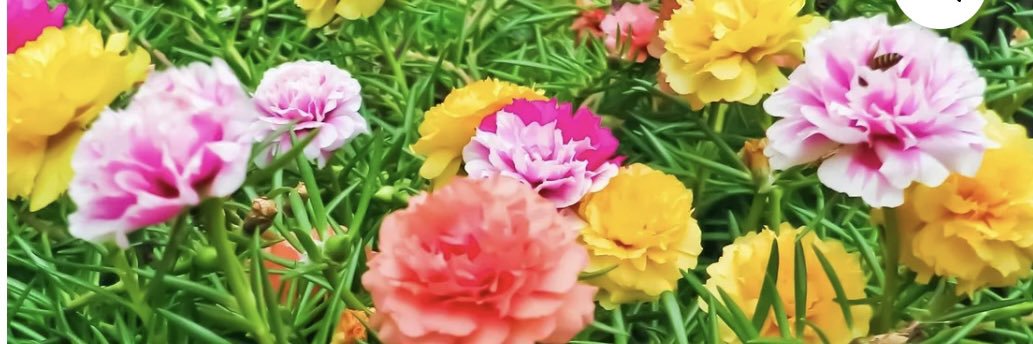 Mrs Truth Seeker banner