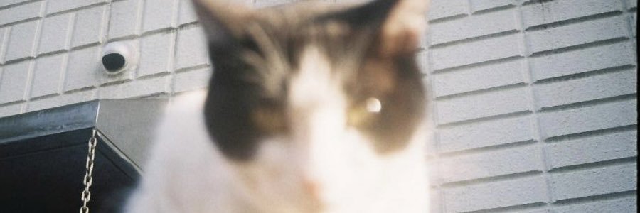 掛橋 浩美 banner